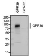 GPR39 Antibody in Western Blot (WB)