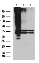 GPR83 Antibody in Western Blot (WB)