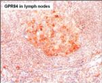 GPR84 Antibody in Immunohistochemistry (Paraffin) (IHC (P))