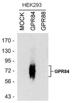 GPR84 Antibody in Western Blot (WB)