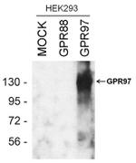 GPR97 Antibody in Western Blot (WB)