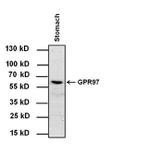 GPR97 Antibody in Western Blot (WB)