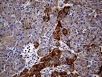 GRB10 Antibody in Immunohistochemistry (Paraffin) (IHC (P))