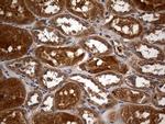 GRB10 Antibody in Immunohistochemistry (Paraffin) (IHC (P))