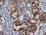 GRHPR Antibody in Immunohistochemistry (Paraffin) (IHC (P))