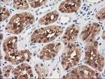 GRHPR Antibody in Immunohistochemistry (Paraffin) (IHC (P))