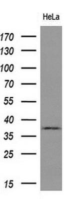 GRHPR Antibody in Western Blot (WB)