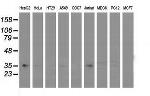 GRHPR Antibody in Western Blot (WB)