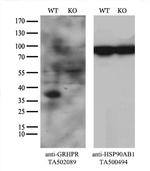 GRHPR Antibody in Western Blot (WB)