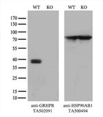 GRHPR Antibody in Western Blot (WB)