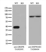 GRHPR Antibody in Western Blot (WB)