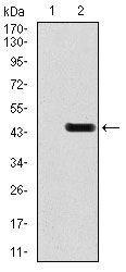 GluR2 Antibody in Western Blot (WB)