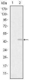GluR3 Antibody in Western Blot (WB)