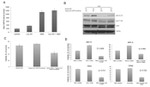 GRP78 Antibody in Western Blot (WB)