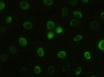 GSC Antibody in Immunocytochemistry (ICC/IF)