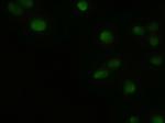 GSC Antibody in Immunocytochemistry (ICC/IF)