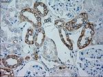 GSC Antibody in Immunohistochemistry (Paraffin) (IHC (P))