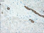 GSC Antibody in Immunohistochemistry (Paraffin) (IHC (P))