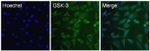 GSK3 alpha/beta Antibody in Immunocytochemistry (ICC/IF)