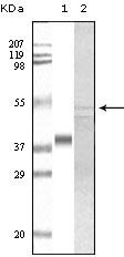 GSK3 alpha Antibody in Western Blot (WB)