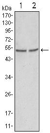 GSK3 alpha Antibody in Western Blot (WB)