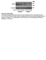 GSK3 alpha/beta Antibody in Western Blot (WB)