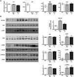 GSK3 alpha/beta Antibody in Western Blot (WB)