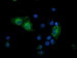 GSPT2 Antibody in Immunocytochemistry (ICC/IF)