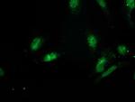 GSPT2 Antibody in Immunocytochemistry (ICC/IF)