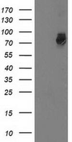 GSPT2 Antibody in Western Blot (WB)