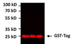 GST Tag Antibody in Western Blot (WB)