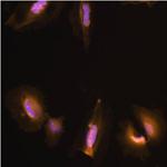 GST Tag Antibody in Immunocytochemistry (ICC/IF)