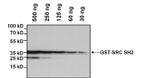 GST Tag Antibody in Western Blot (WB)