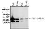 GST Tag Antibody in Western Blot (WB)