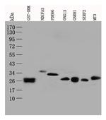 GST Antibody in Western Blot (WB)