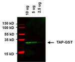 GST Tag Antibody in Western Blot (WB)