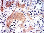 GSTM1 Antibody in Immunohistochemistry (Paraffin) (IHC (P))