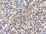 GSTO2 Antibody in Immunohistochemistry (Paraffin) (IHC (P))