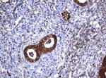 GSTP1 Antibody in Immunohistochemistry (Paraffin) (IHC (P))