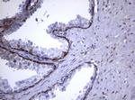 GSTP1 Antibody in Immunohistochemistry (Paraffin) (IHC (P))