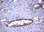 GSTP1 Antibody in Immunohistochemistry (Paraffin) (IHC (P))