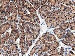 GSTT2 Antibody in Immunohistochemistry (Paraffin) (IHC (P))