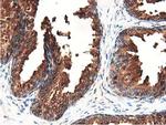 GSTT2 Antibody in Immunohistochemistry (Paraffin) (IHC (P))