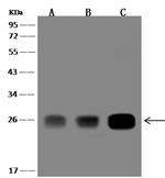 GSTZ1 Antibody in Western Blot (WB)