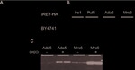 GST Tag Antibody in Western Blot (WB)