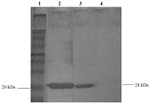 GST Tag Antibody in Western Blot (WB)