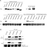 GST Tag Antibody in Western Blot (WB)