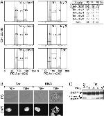 PARP1 Antibody in Western Blot (WB)