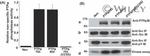 SRC (active) Antibody in Western Blot (WB)