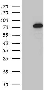 GTF2A1L Antibody in Western Blot (WB)